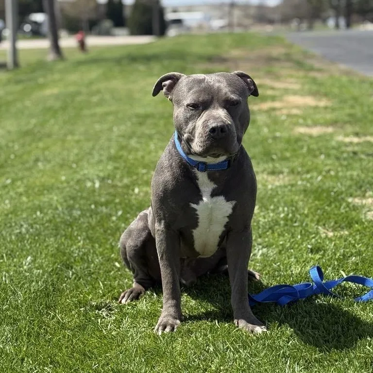 Rupert The Staffordshire Terrier thumbnail 4