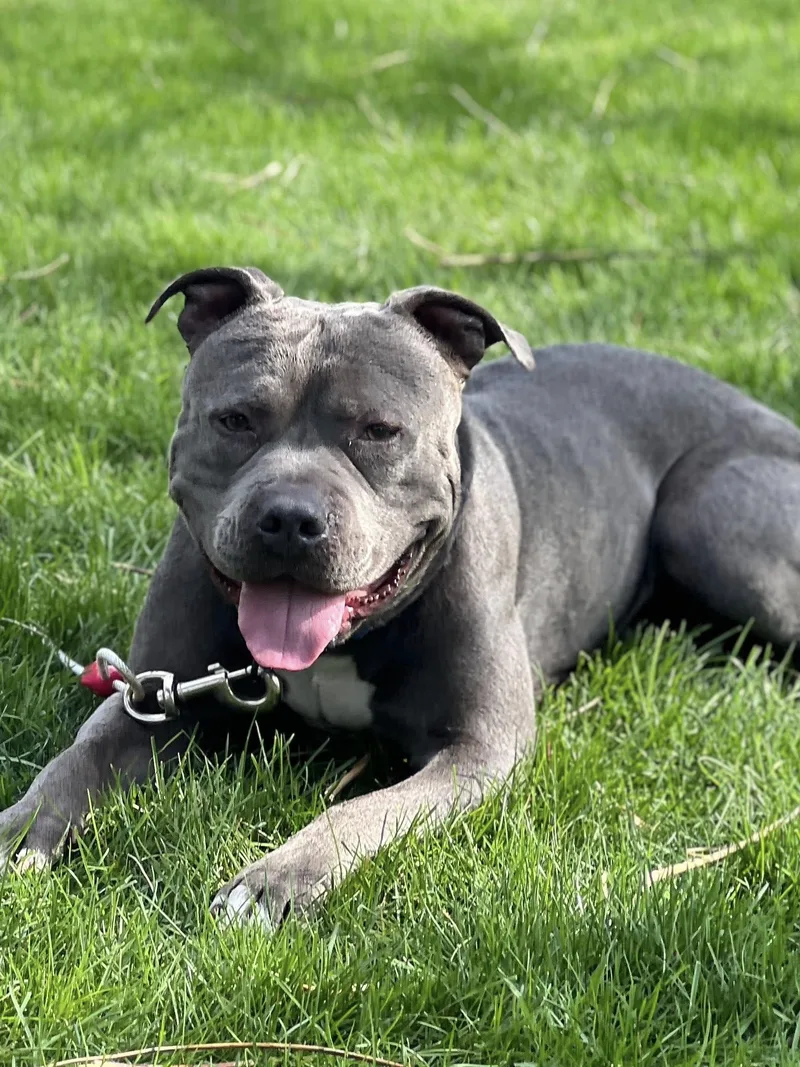 Rupert The Staffordshire Terrier thumbnail 2