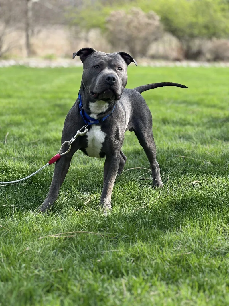 Rupert The Staffordshire Terrier thumbnail 3