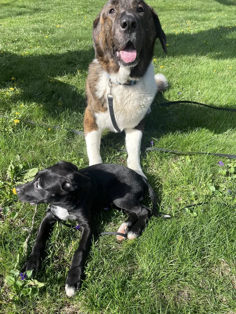 Millie The Boxer Lab thumbnail 3