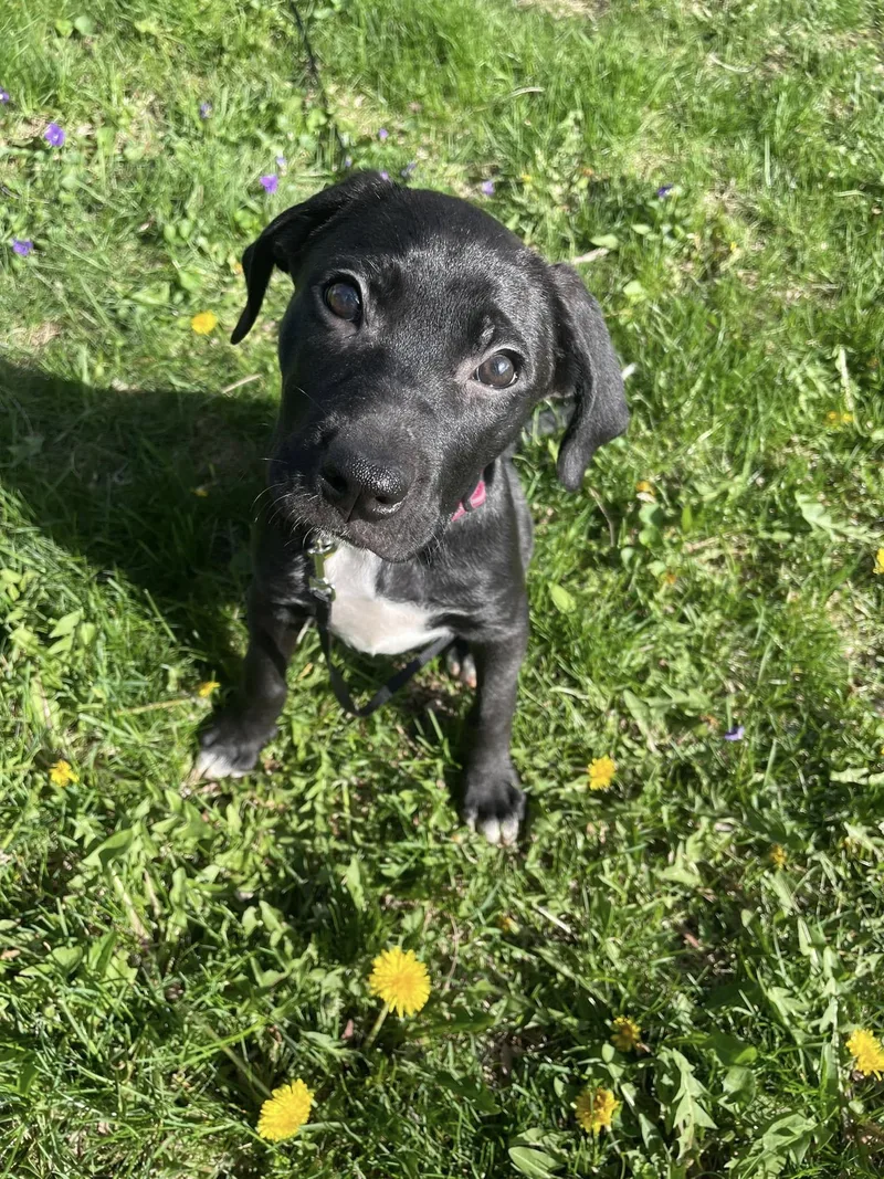 Millie The Boxer Lab thumbnail 2