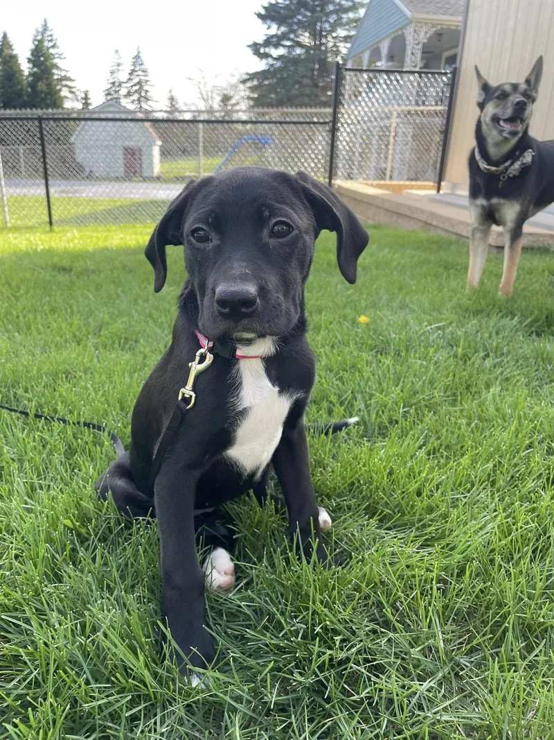 Millie The Boxer Lab