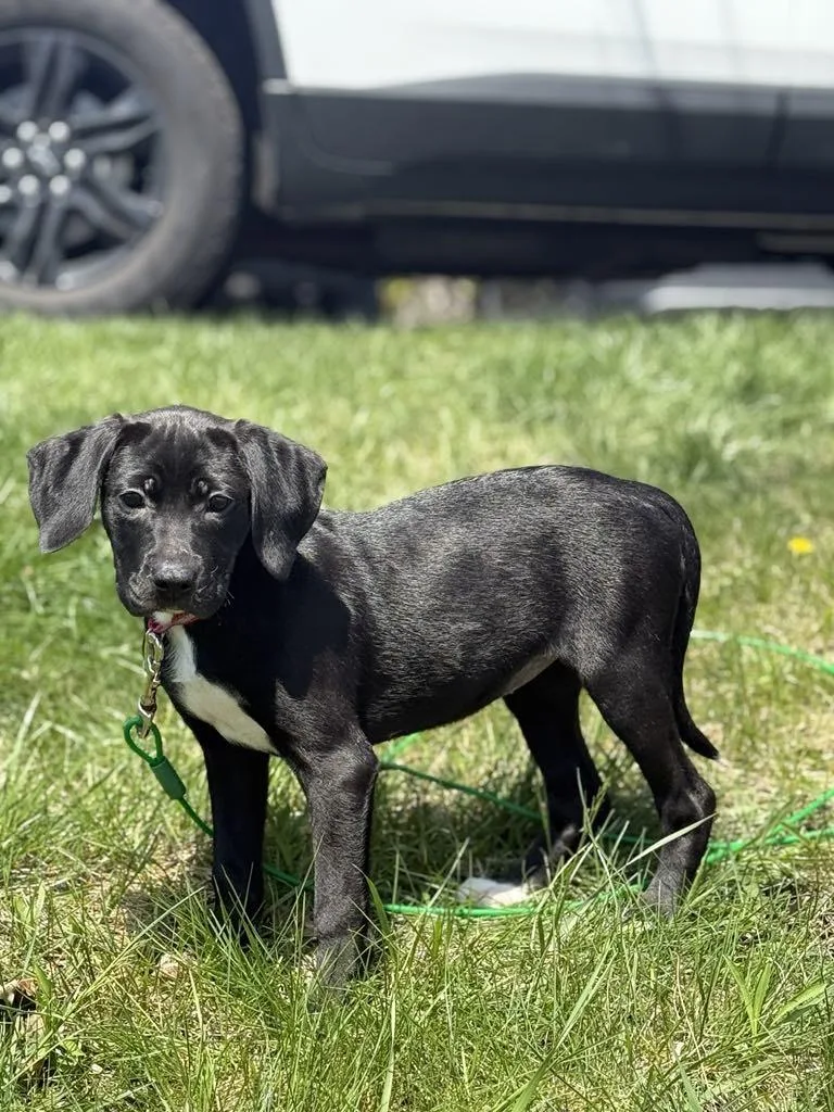 Millie The Boxer Lab thumbnail 4