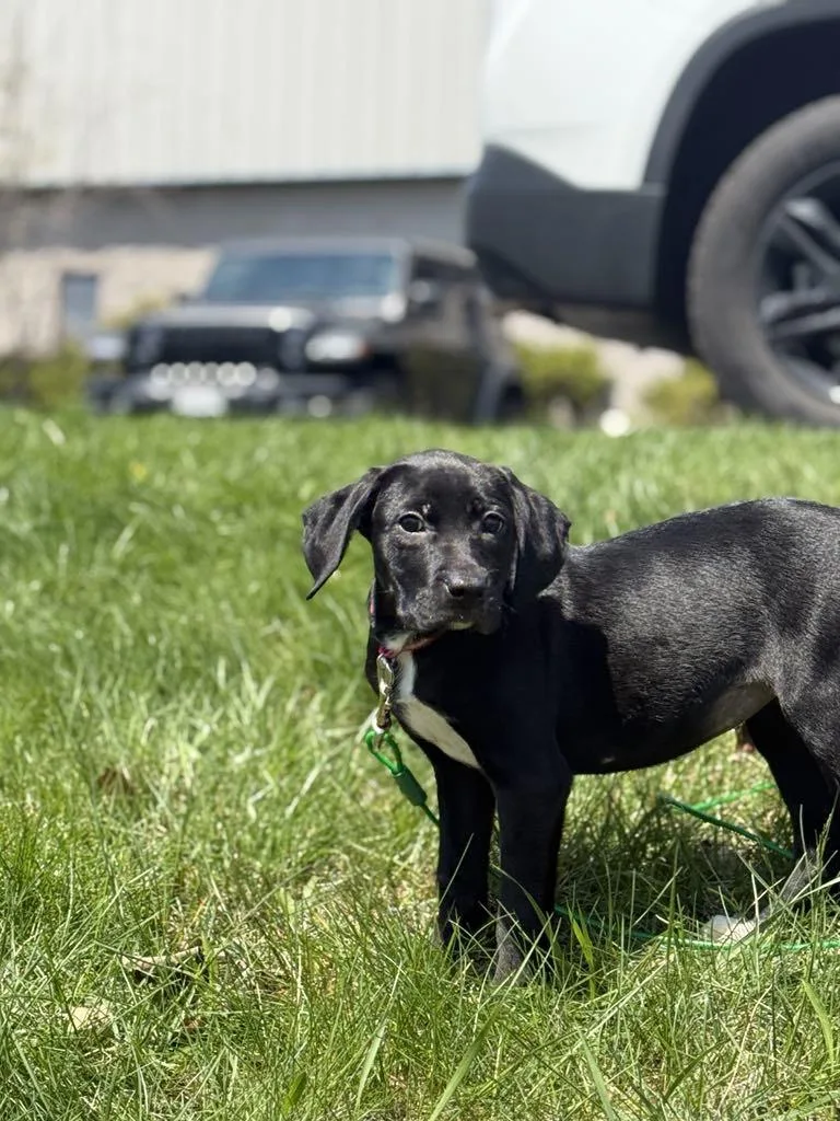 Millie The Boxer Lab thumbnail 5
