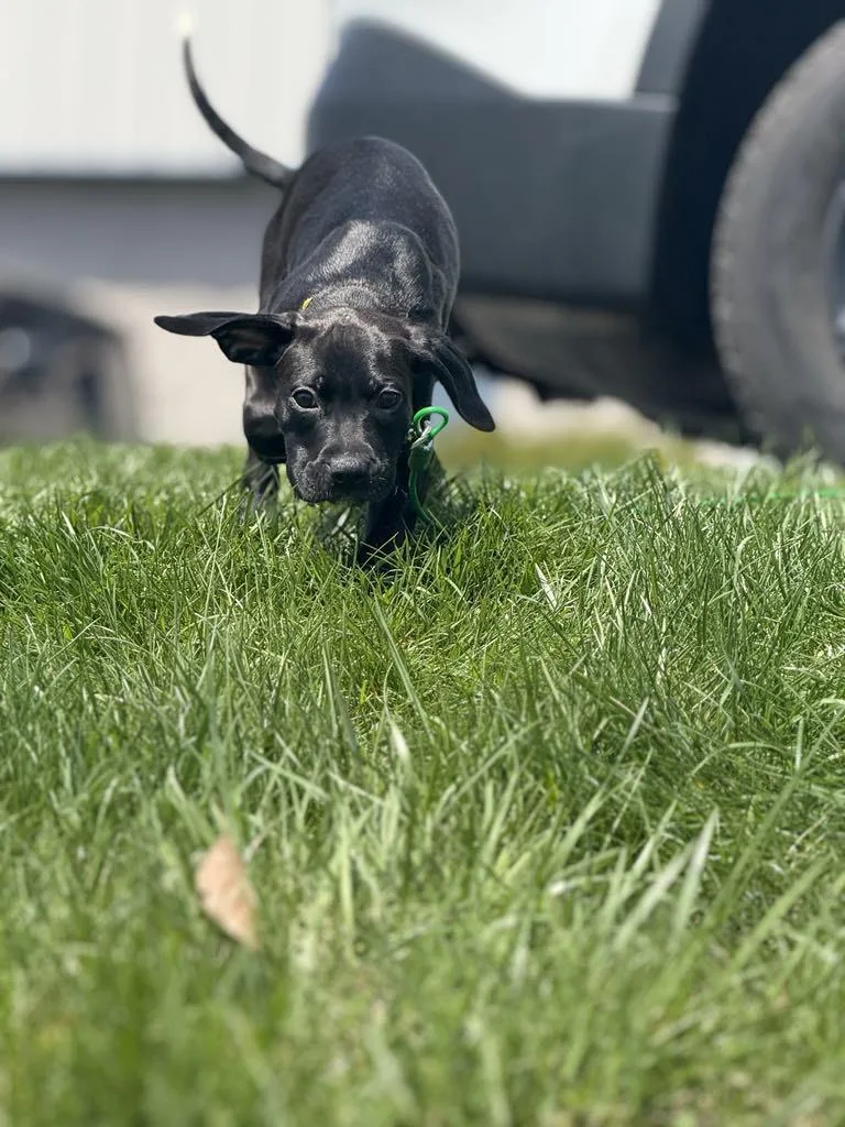 Marie The Boxer Lab thumbnail 5