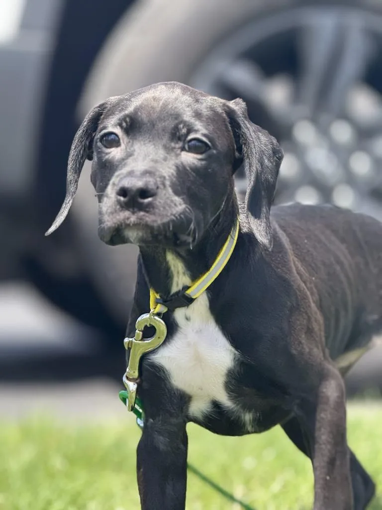 Marie The Boxer Lab thumbnail 2