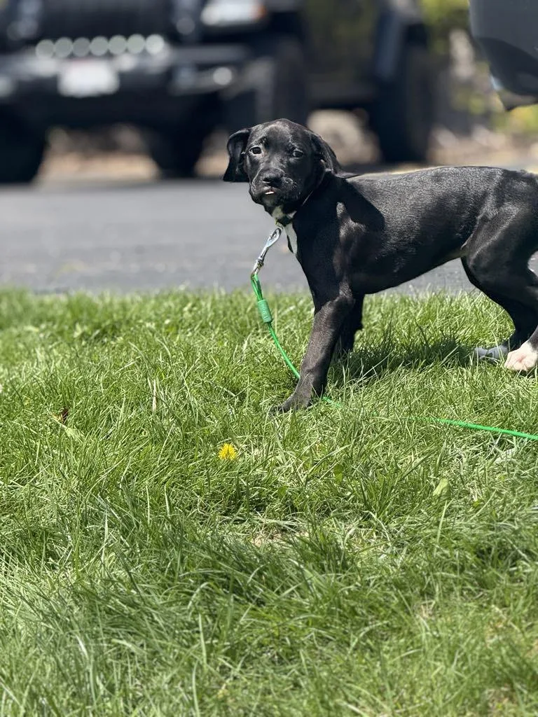 Marie The Boxer Lab thumbnail 6