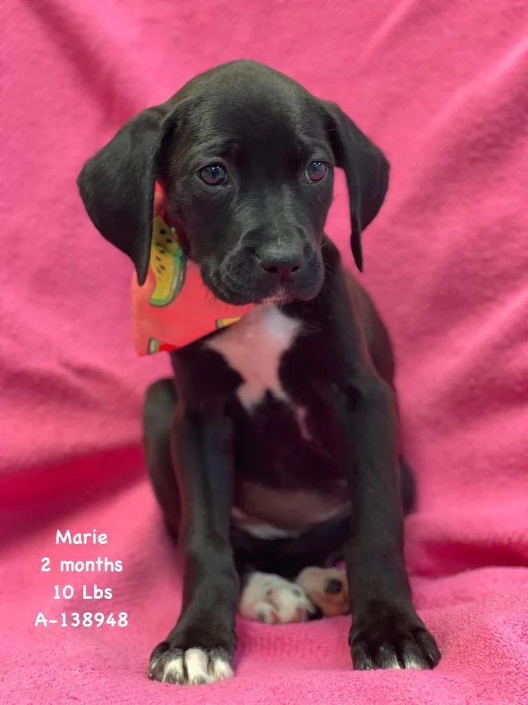 Marie The Boxer Lab thumbnail 3