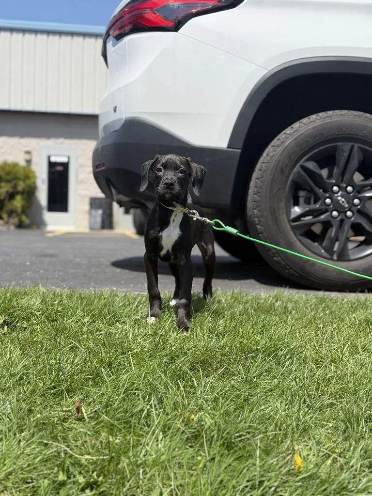 Marie The Boxer Lab thumbnail 4