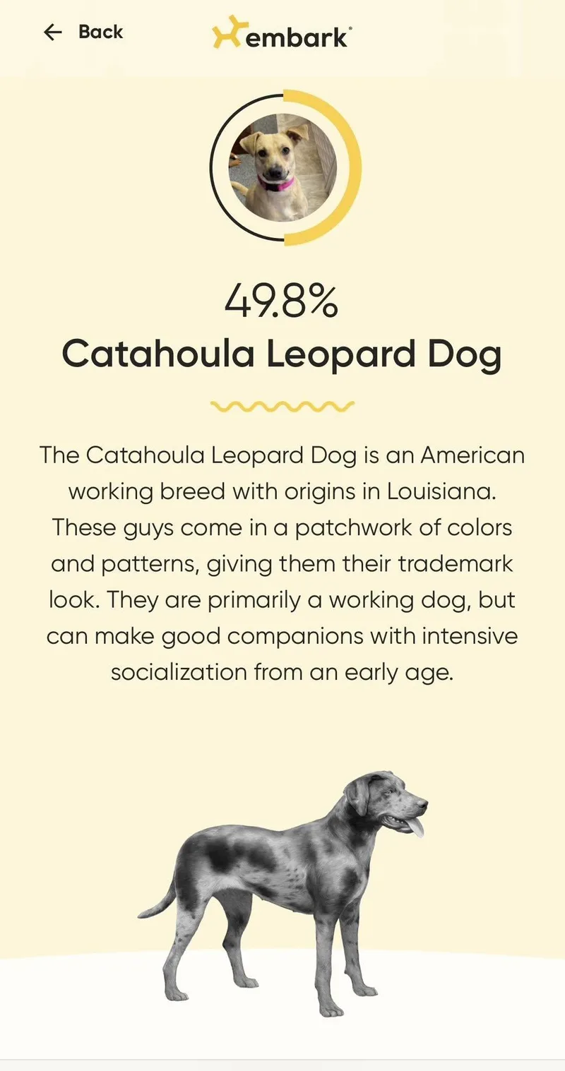 Krissy The Catahoula Mix thumbnail 2