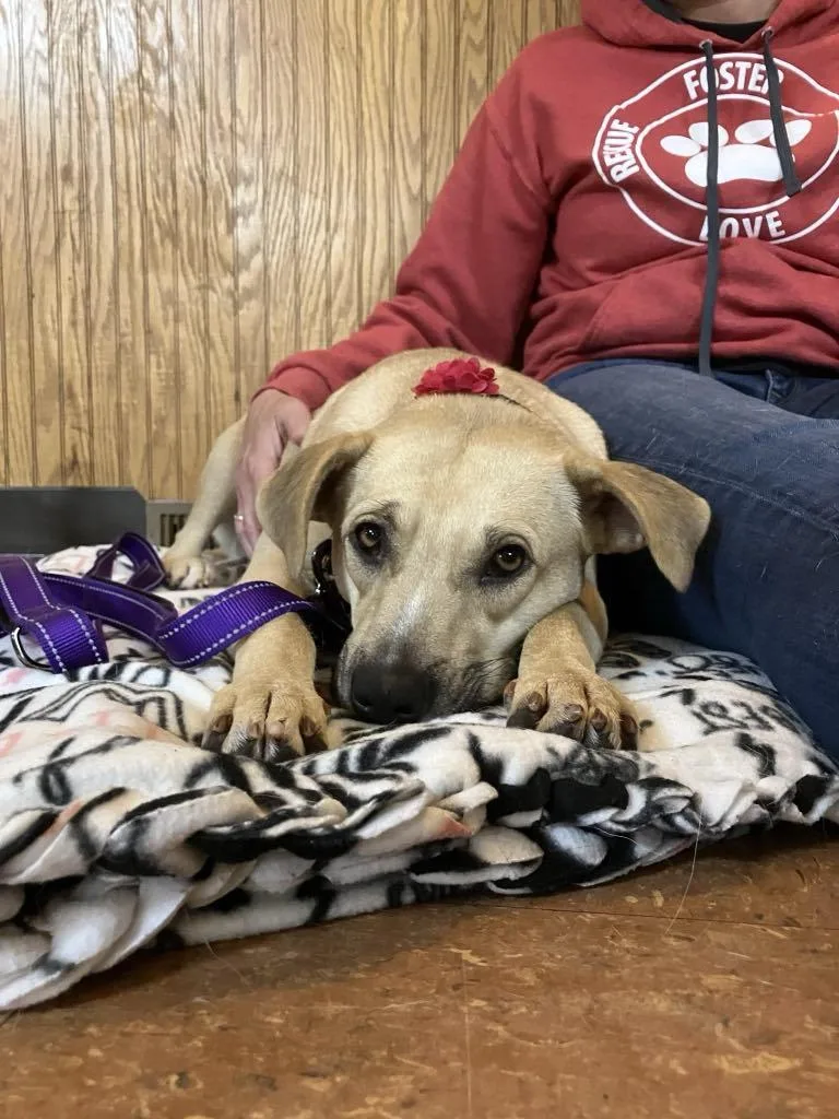 Krissy The Catahoula Mix thumbnail 4