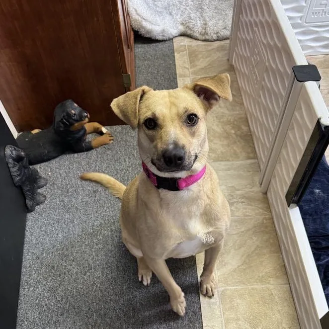 Krissy The Catahoula Mix thumbnail 3