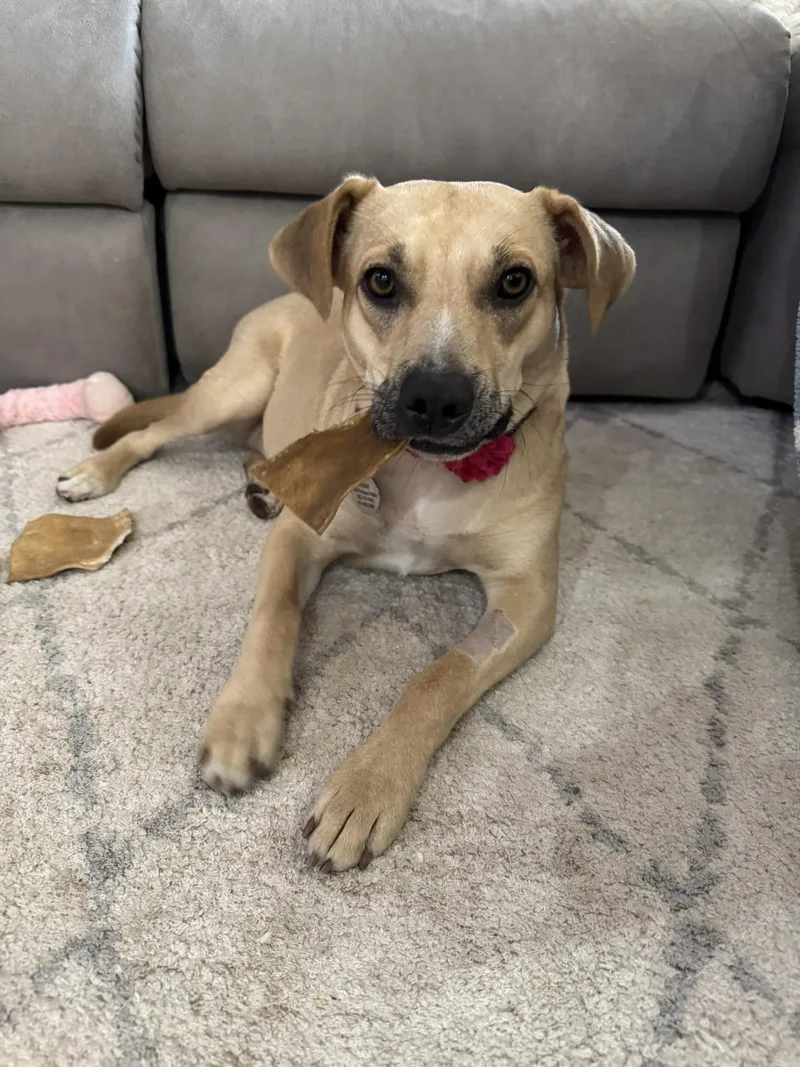 Krissy The Catahoula Mix