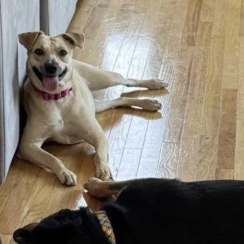 Krissy The Catahoula Mix thumbnail 5