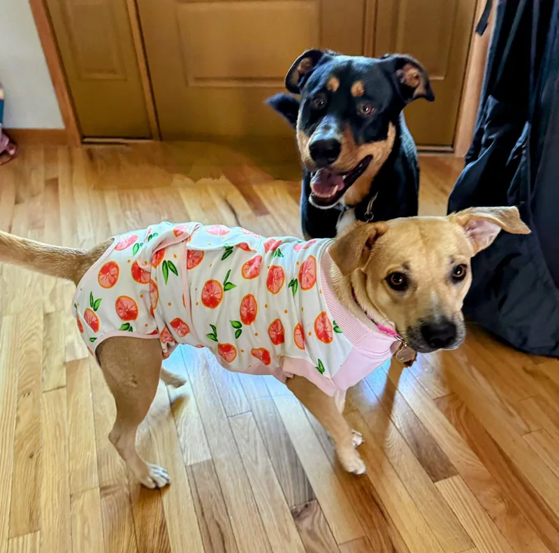 Krissy The Catahoula Mix thumbnail 6