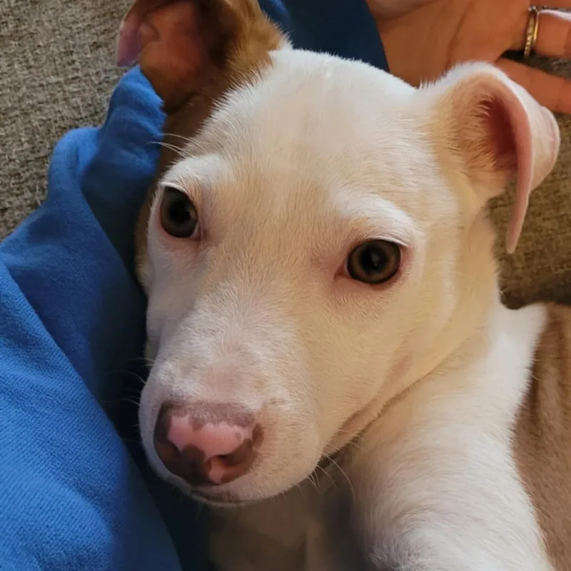 Hank The Terrier Mix thumbnail 3