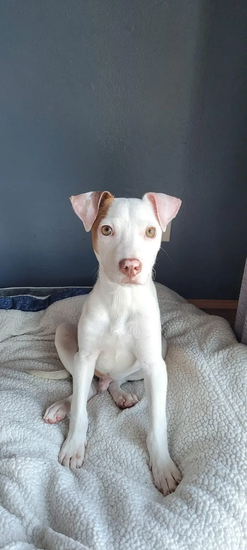 Hank The Terrier Mix thumbnail 2