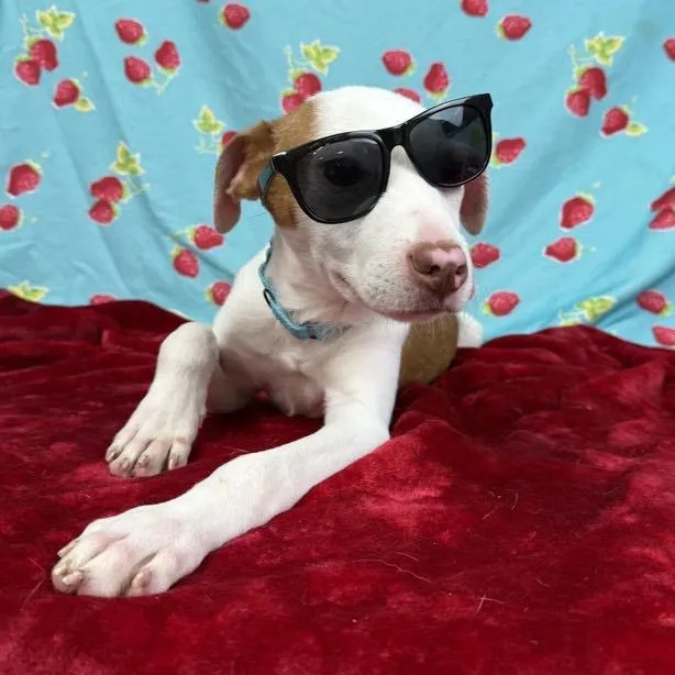 Hank The Terrier Mix thumbnail 4