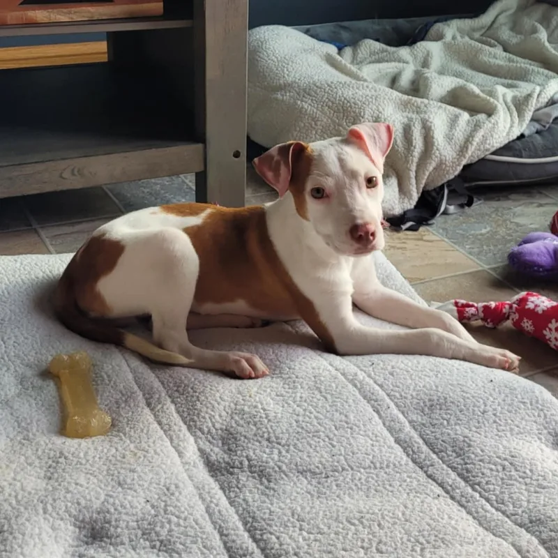 Hank The Terrier Mix