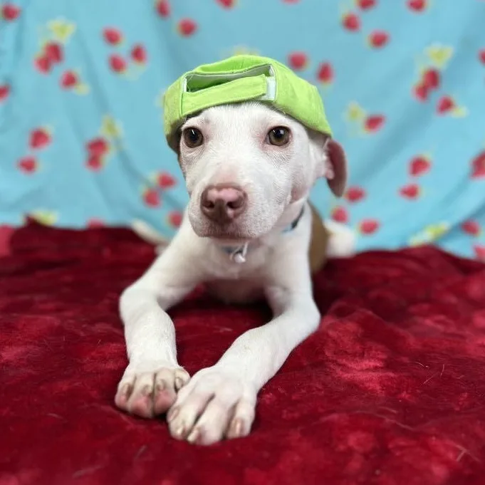 Hank The Terrier Mix thumbnail 6