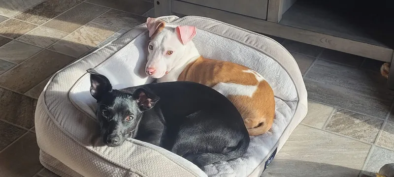 Hank The Terrier Mix thumbnail 5