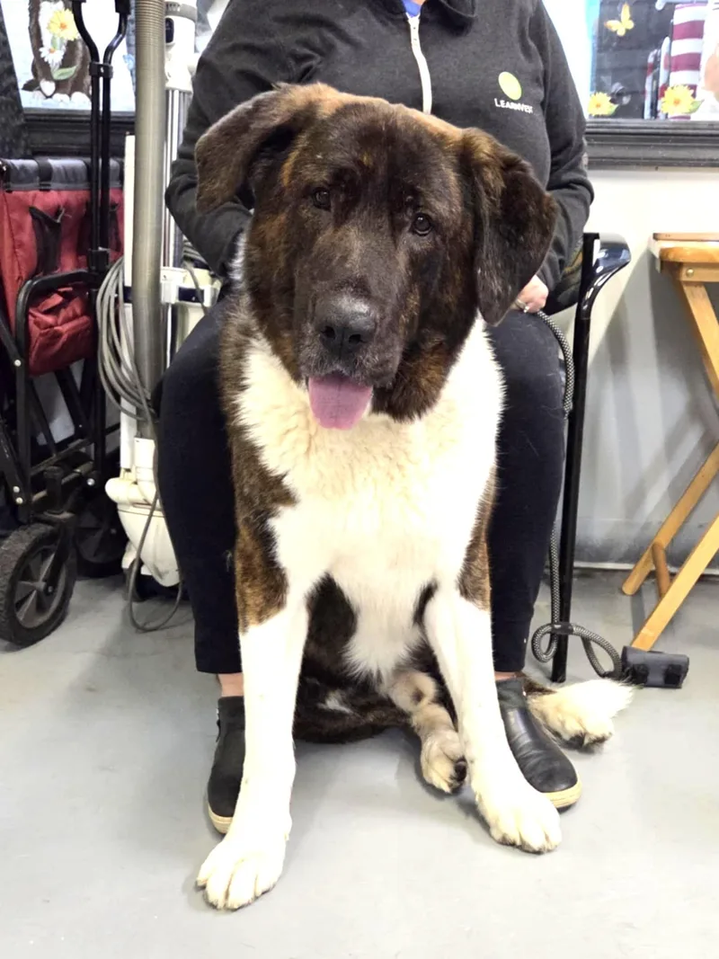 Buster The Saint Bernard