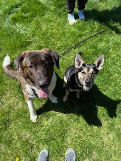 Buster The Saint Bernard thumbnail 4