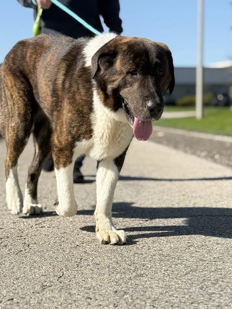 Buster The Saint Bernard thumbnail 3