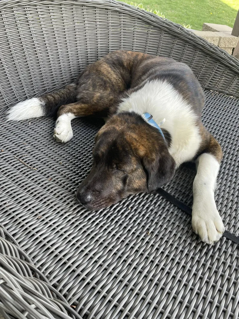 Buster The Saint Bernard thumbnail 6