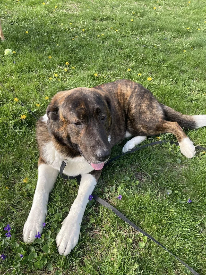 Buster The Saint Bernard thumbnail 2