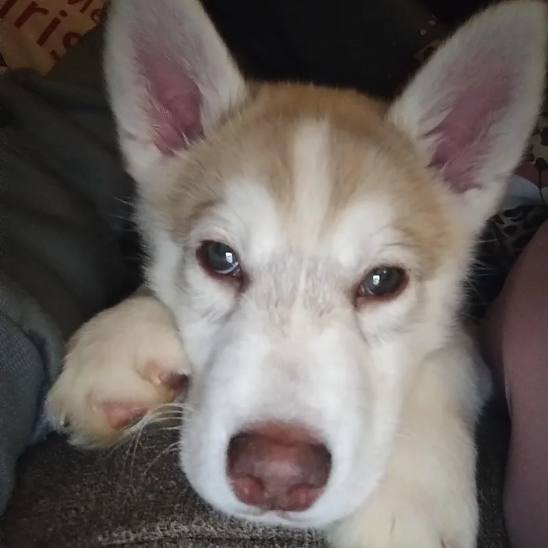 Cinnamon Toast Crunch (ctc) photo 1