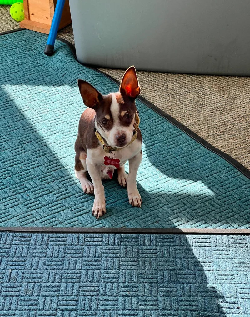 Hemingway thumbnail 4