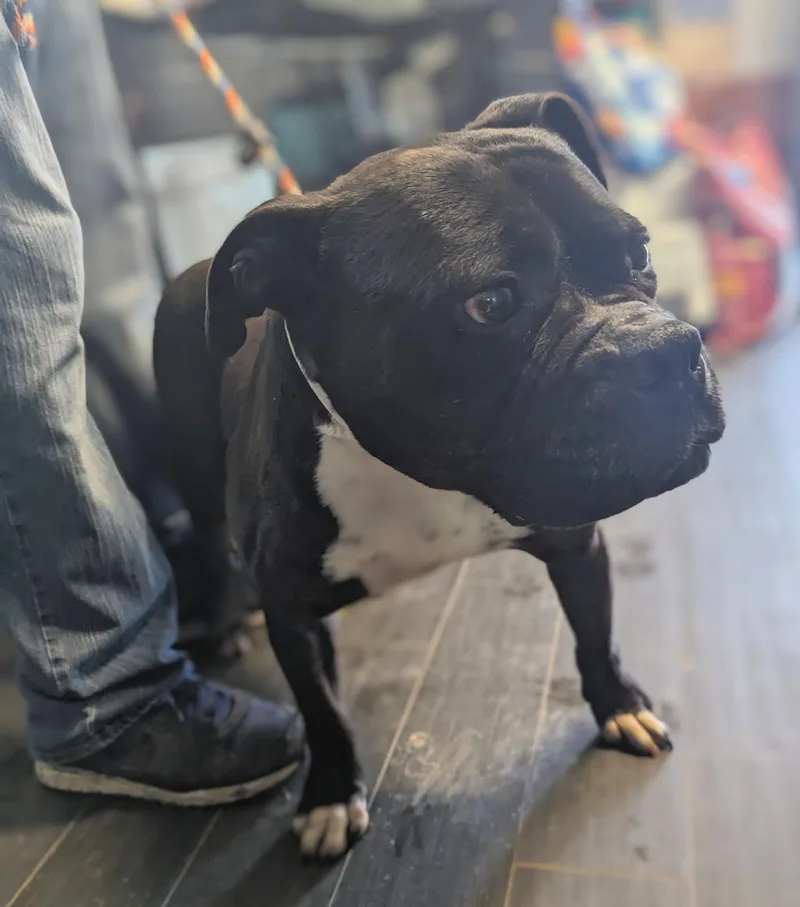 Hamburger thumbnail 3