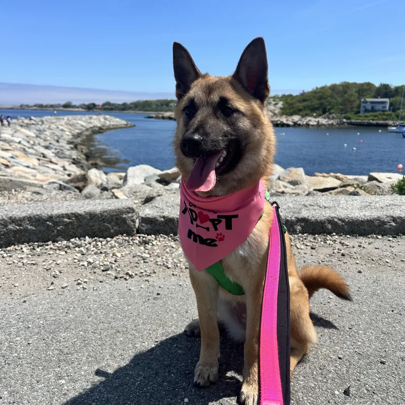 A baby small-sized female German Shepherd Dog dog named Luna for adoption in DANVERS, MA