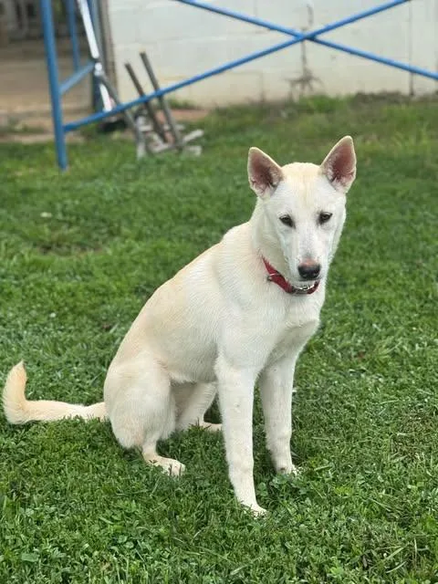 Tessa (mo Puppy) thumbnail 2