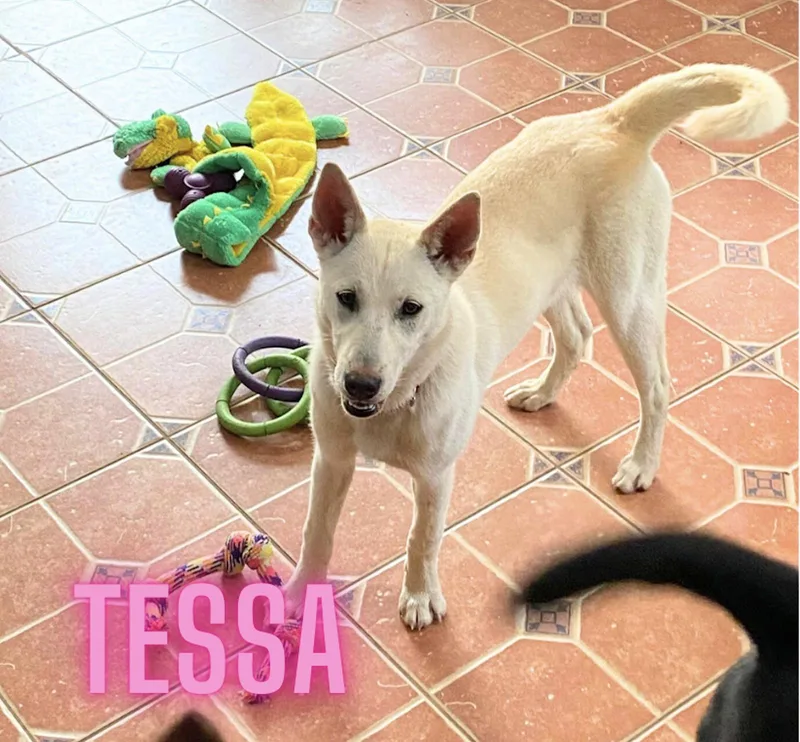 Tessa (mo Puppy) thumbnail 5