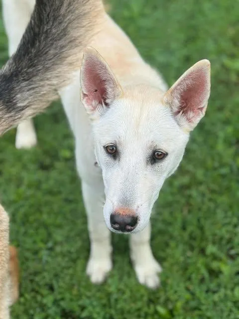 Tessa (mo Puppy) photo 1