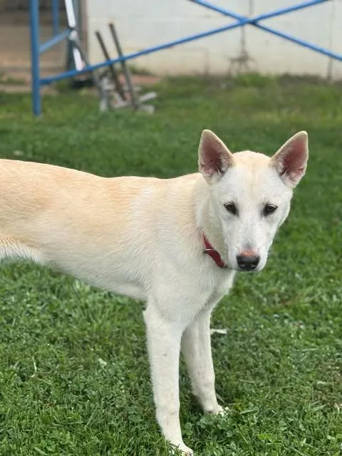 Tessa (mo Puppy) thumbnail 3