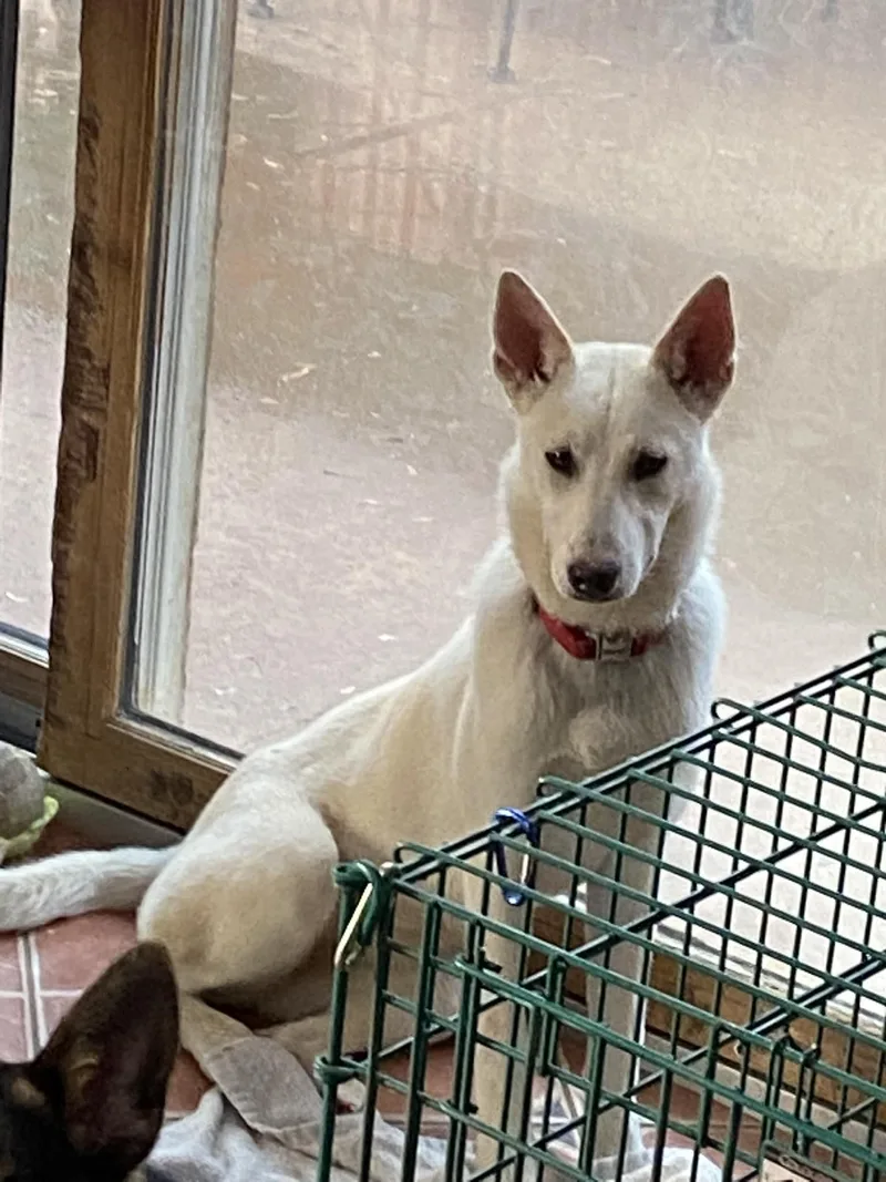 Tessa (mo Puppy) thumbnail 4