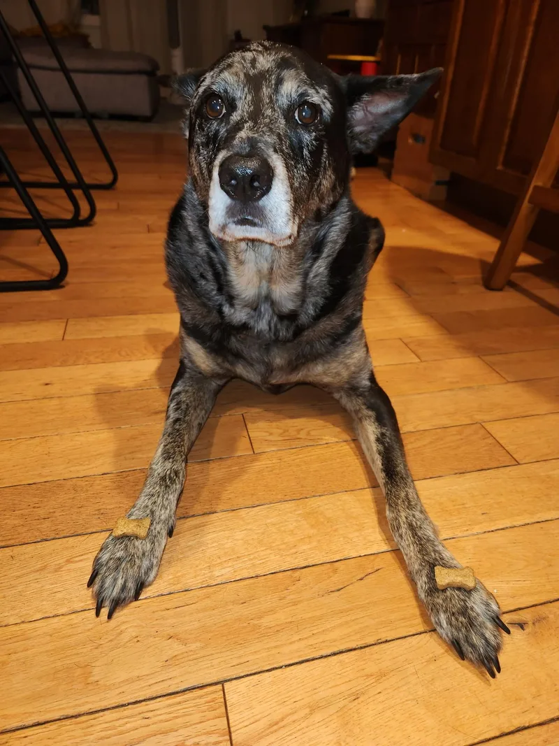 Leo - Nj thumbnail 3