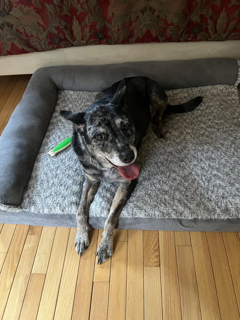 Leo - Nj thumbnail 5