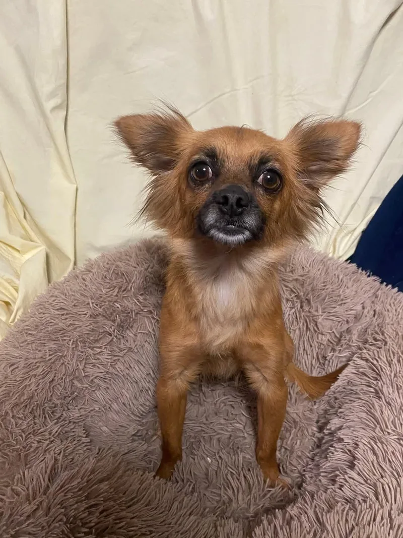 Precious thumbnail 4