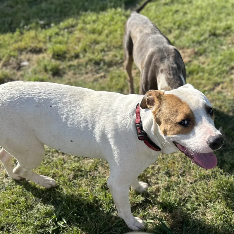 Petey Bubba thumbnail 2