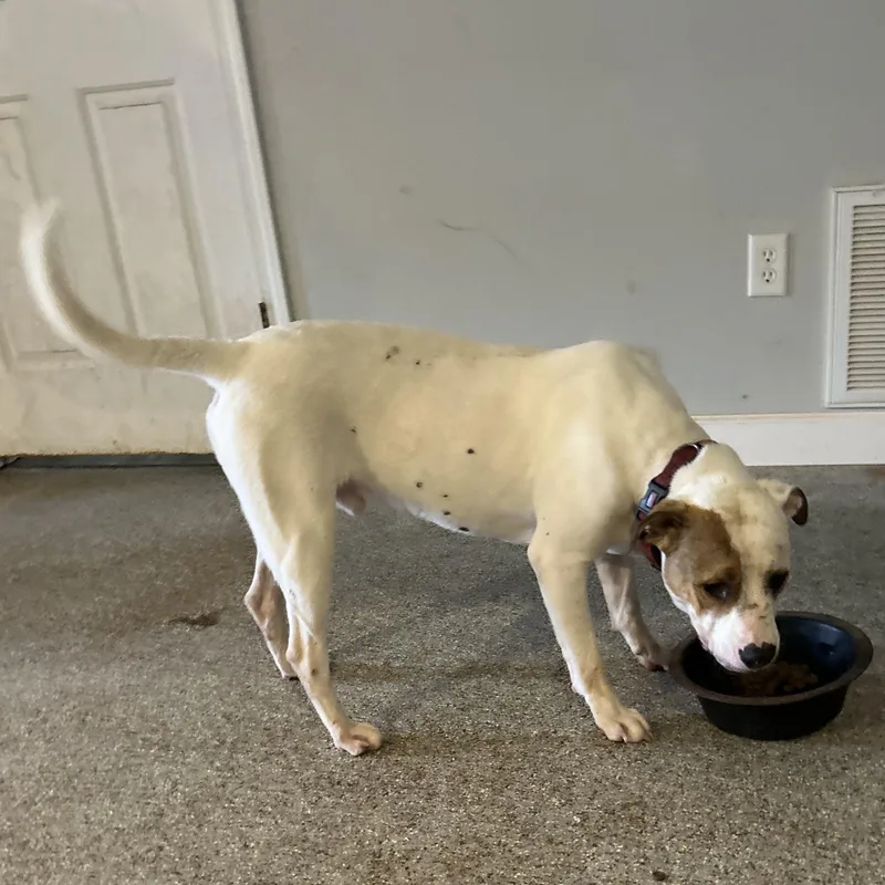 Petey Bubba thumbnail 3