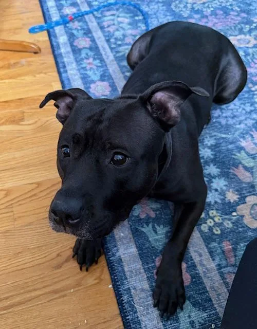 Our Regal River Baby thumbnail 4