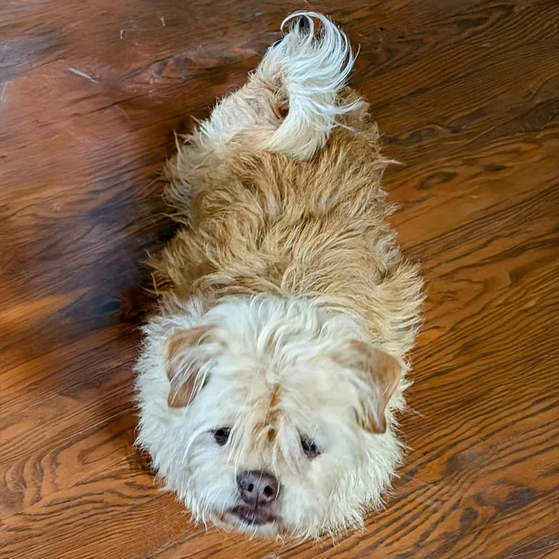 Mocha S. thumbnail 5