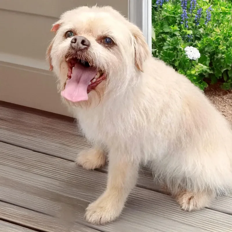 An adult small-sized male Apricot / Beige Pug dog named Mocha S. for adoption in Somerset, KY