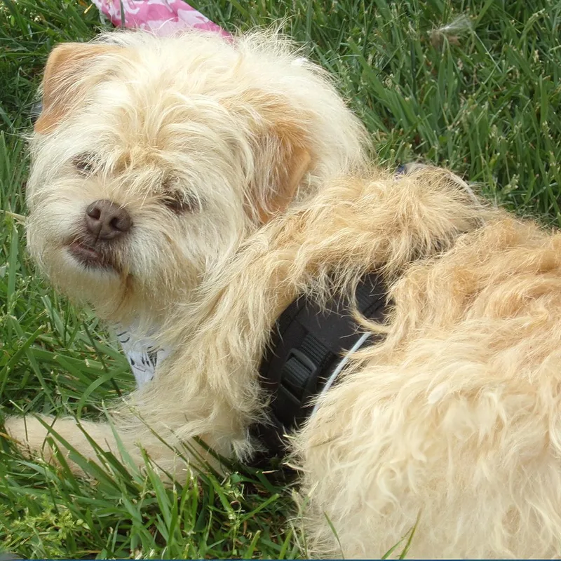 Mocha S. thumbnail 3