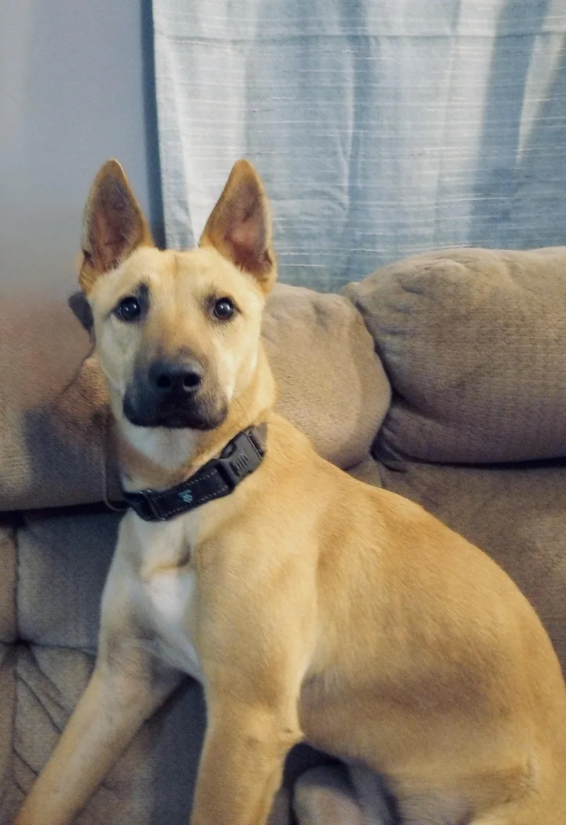 An adult medium-sized male Yellow / Tan / Blond / Fawn German Shepherd Dog dog named Lazlo Small Breed for adoption in Quitman, MS