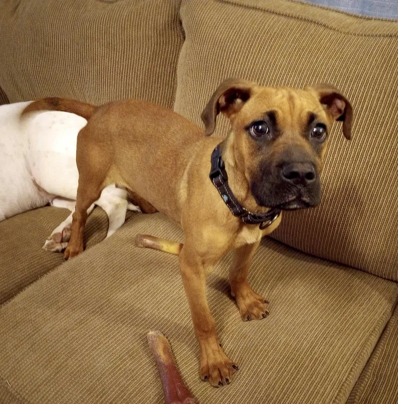 Lazlo Small Breed thumbnail 4